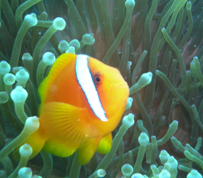 カクレクマノミ